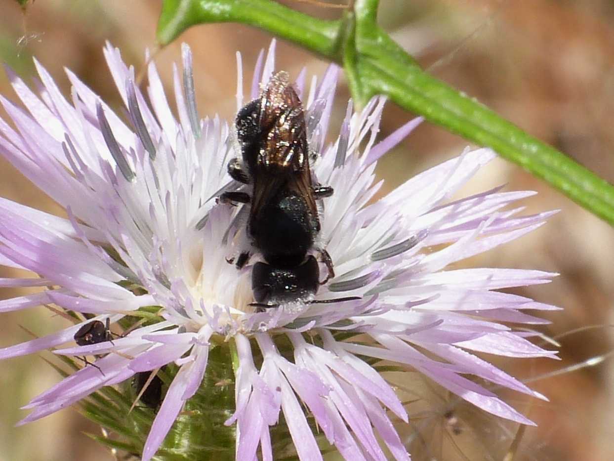 Osmia sp. (Apidae Megachilinae)